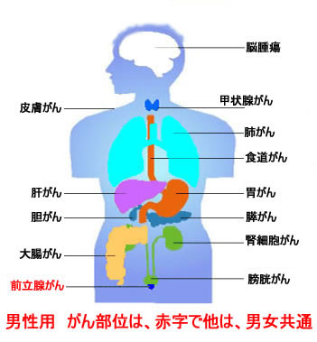 男性のがん、（癌、ガン）の部位・臓器などの種類