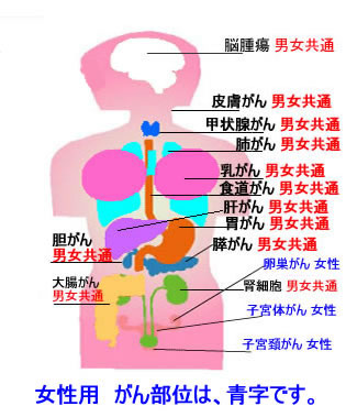 女性のがん、（癌、ガン）の部位・臓器などの種類